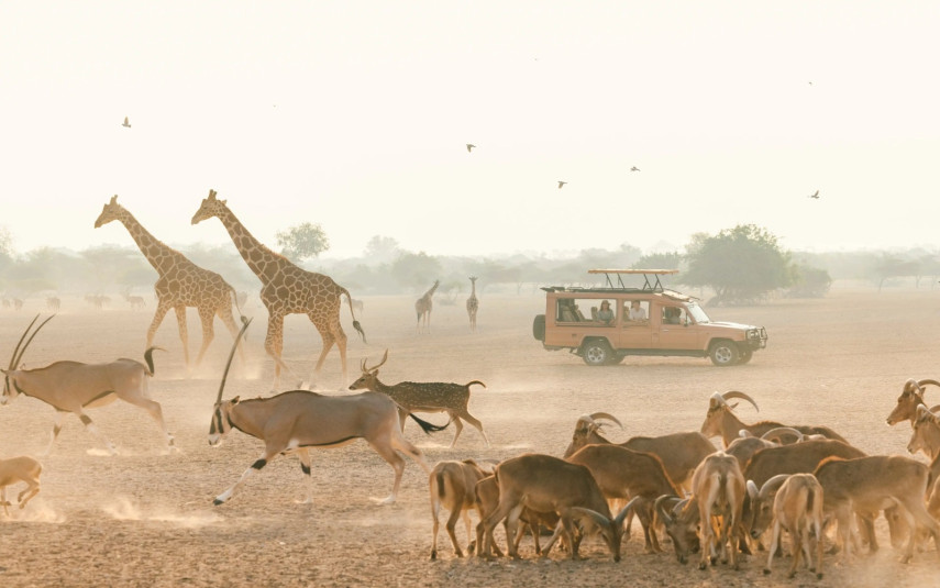 Sea, Sand & Safari – Sir Bani Yas 1-Day Adventure